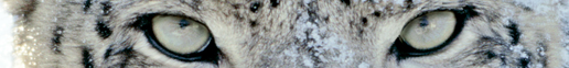 Snow Leporad